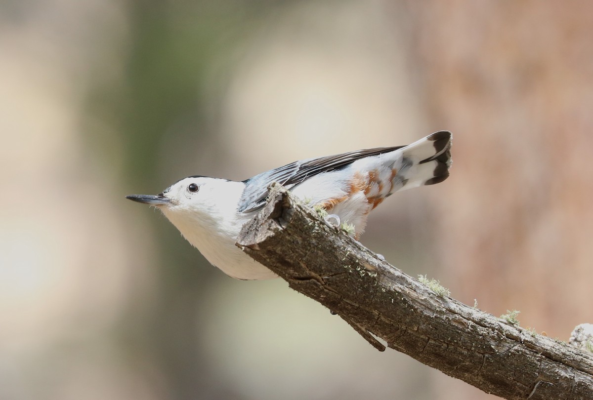 White-breasted Nuthatch - ML619791152