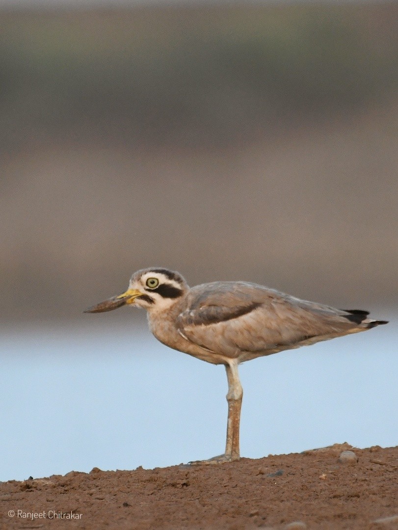 Great Thick-knee - ML619791161