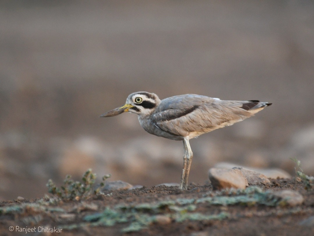 Great Thick-knee - ML619791163