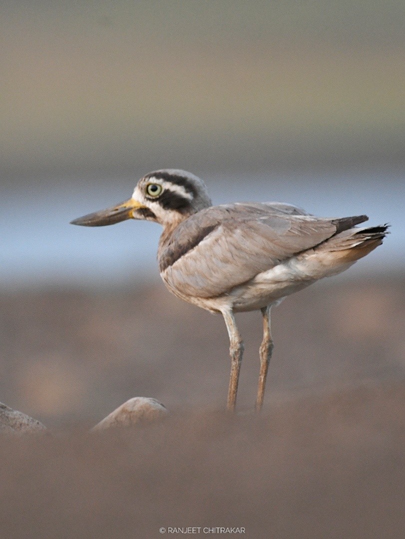 Great Thick-knee - ML619791164