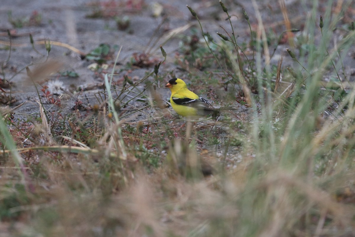 American Goldfinch - ML619791166