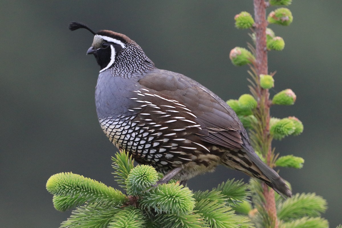 California Quail - ML619791169