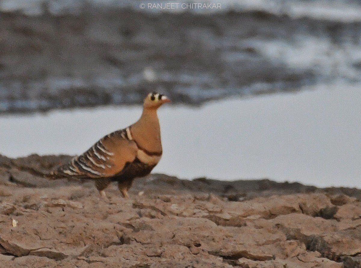 Painted Sandgrouse - ML619791171