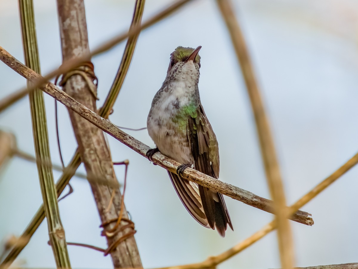 Mangrove Hummingbird - ML619791189