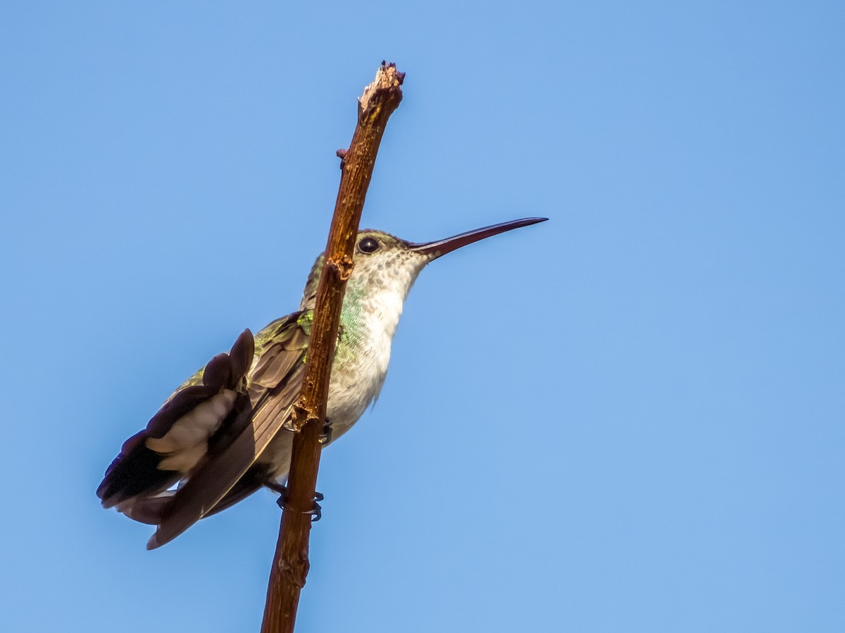 Mangrove Hummingbird - ML619791192