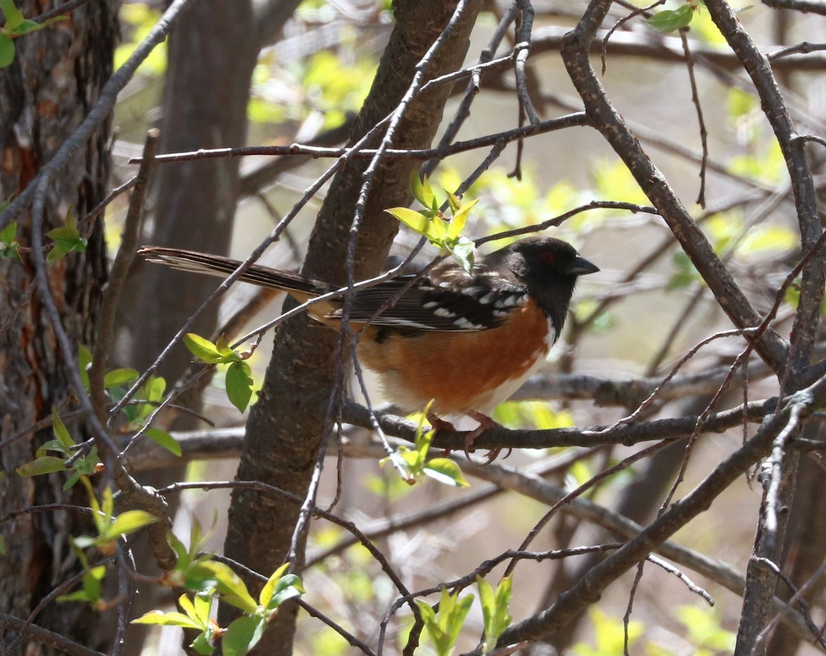 Spotted Towhee - ML619791216