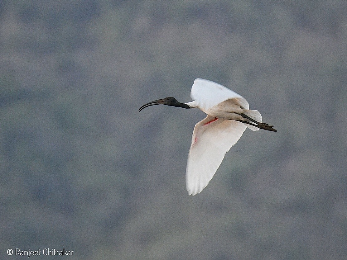 ibis černohlavý - ML619791220