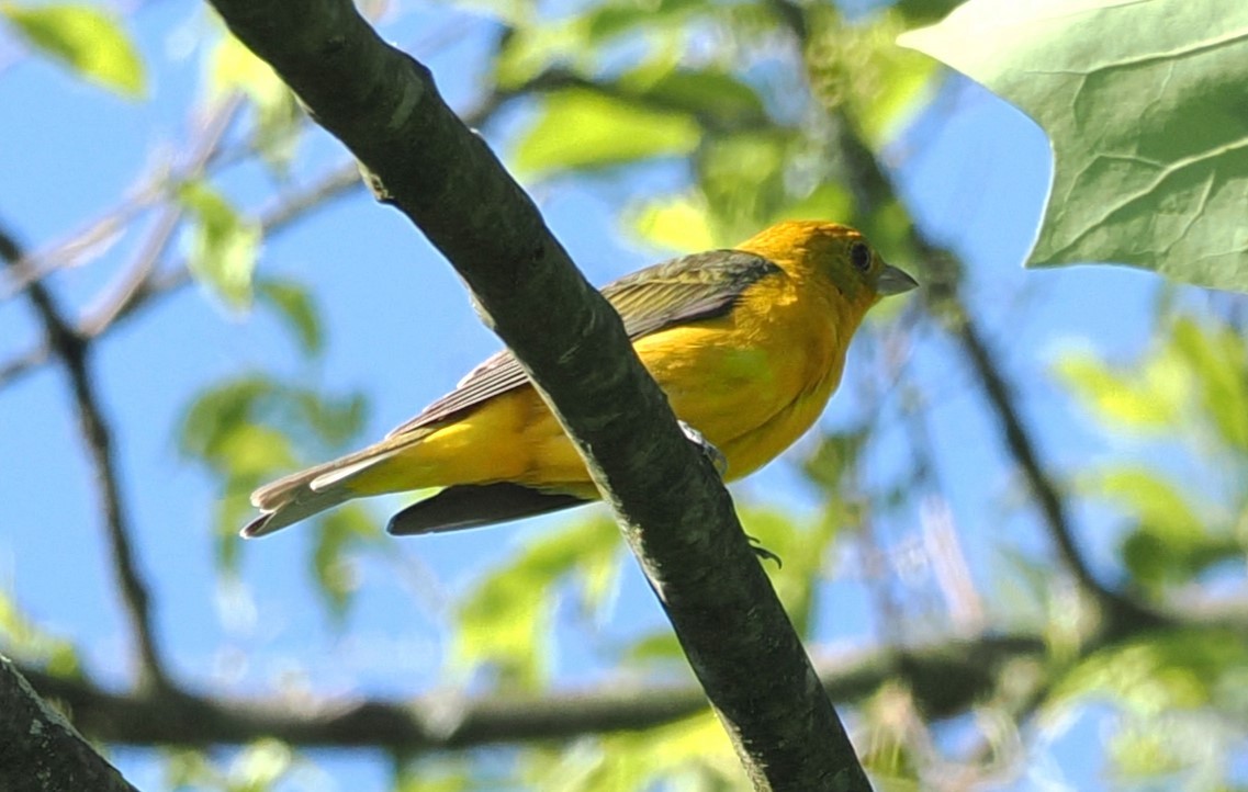 Baltimore Oriole - Russell Hoffman