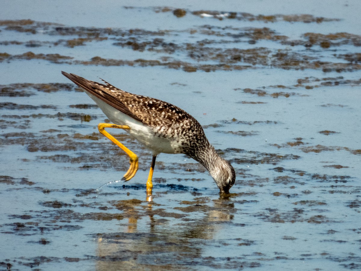 Lesser Yellowlegs - Imogen Warren