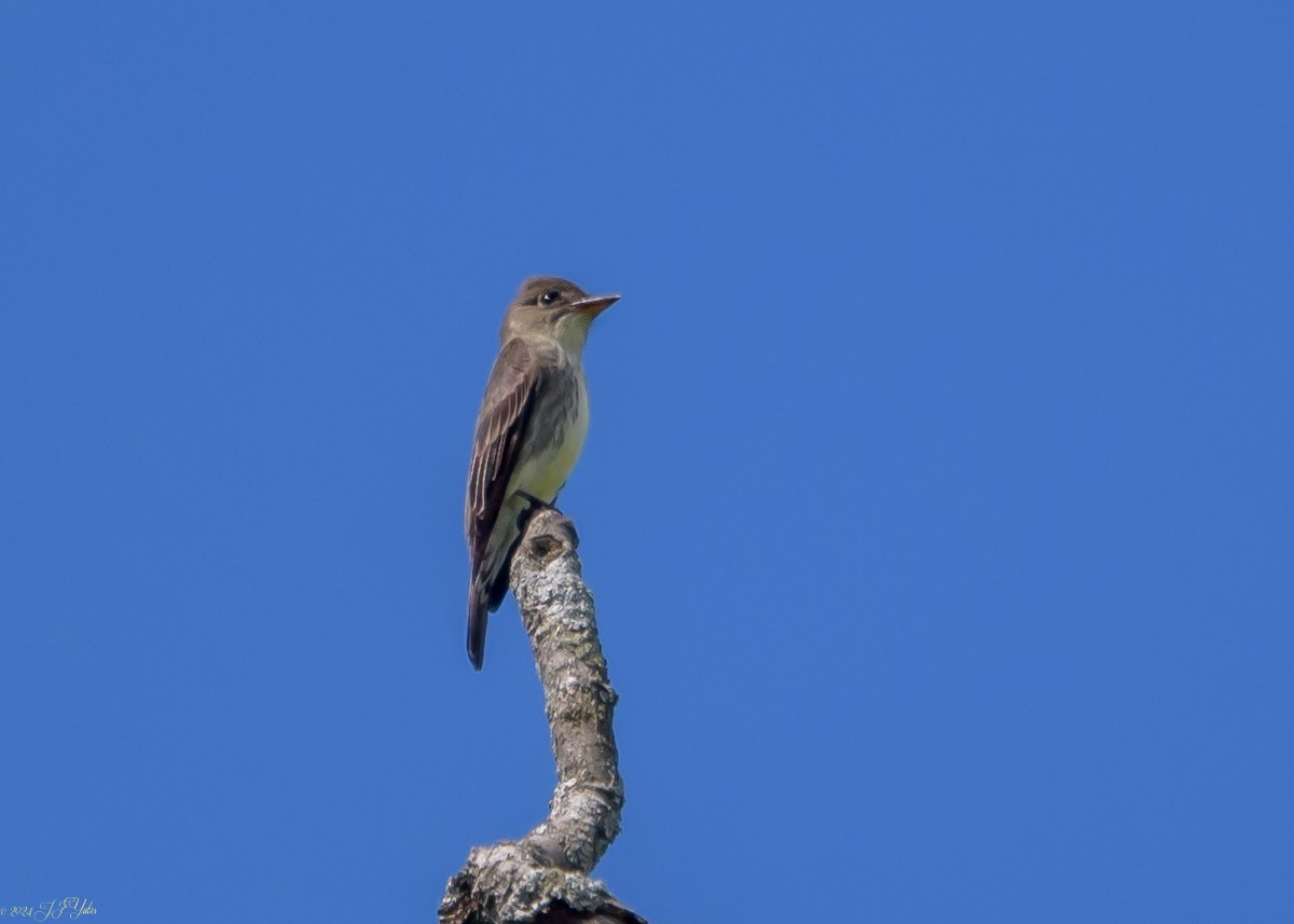 Olive-sided Flycatcher - Jim Yates