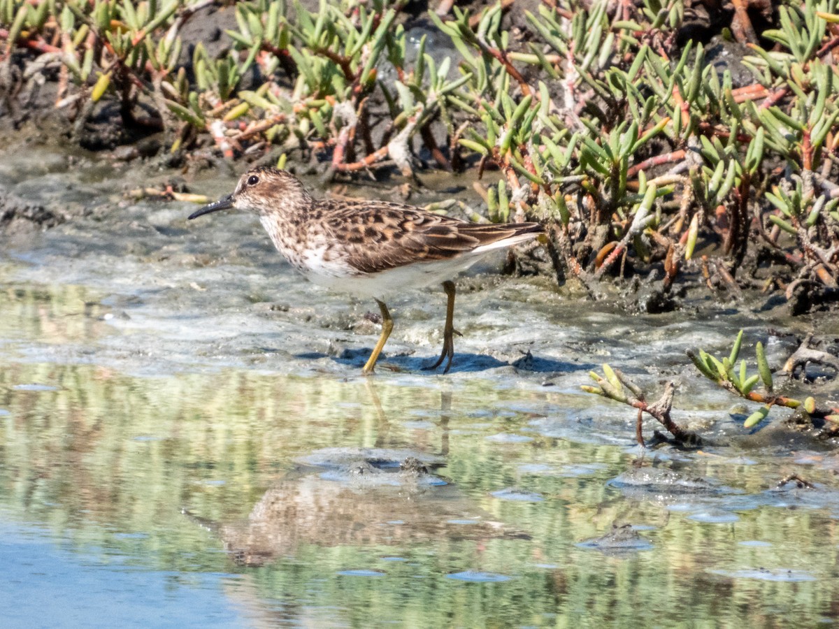 pygmésnipe - ML619791231