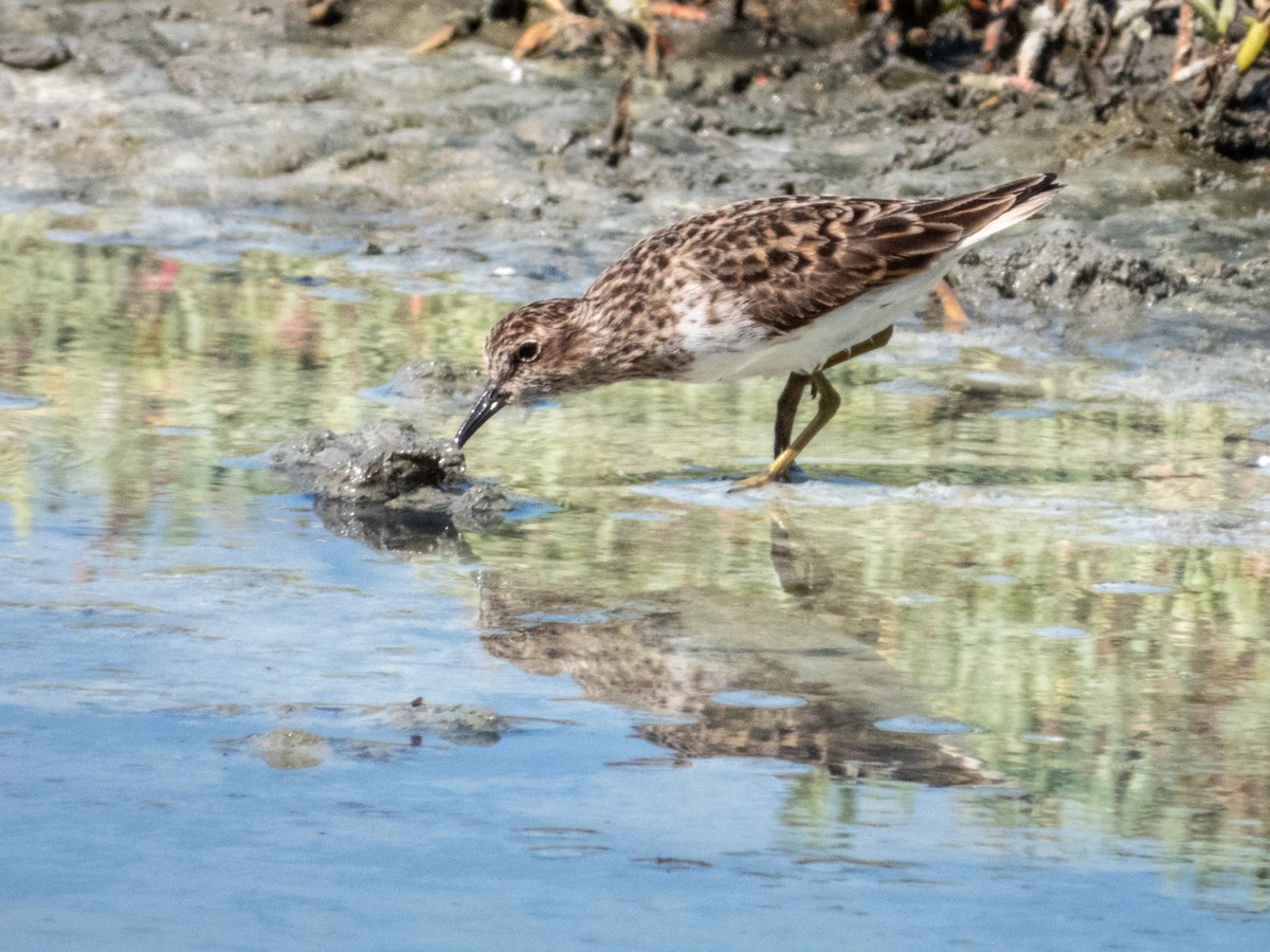 pygmésnipe - ML619791233