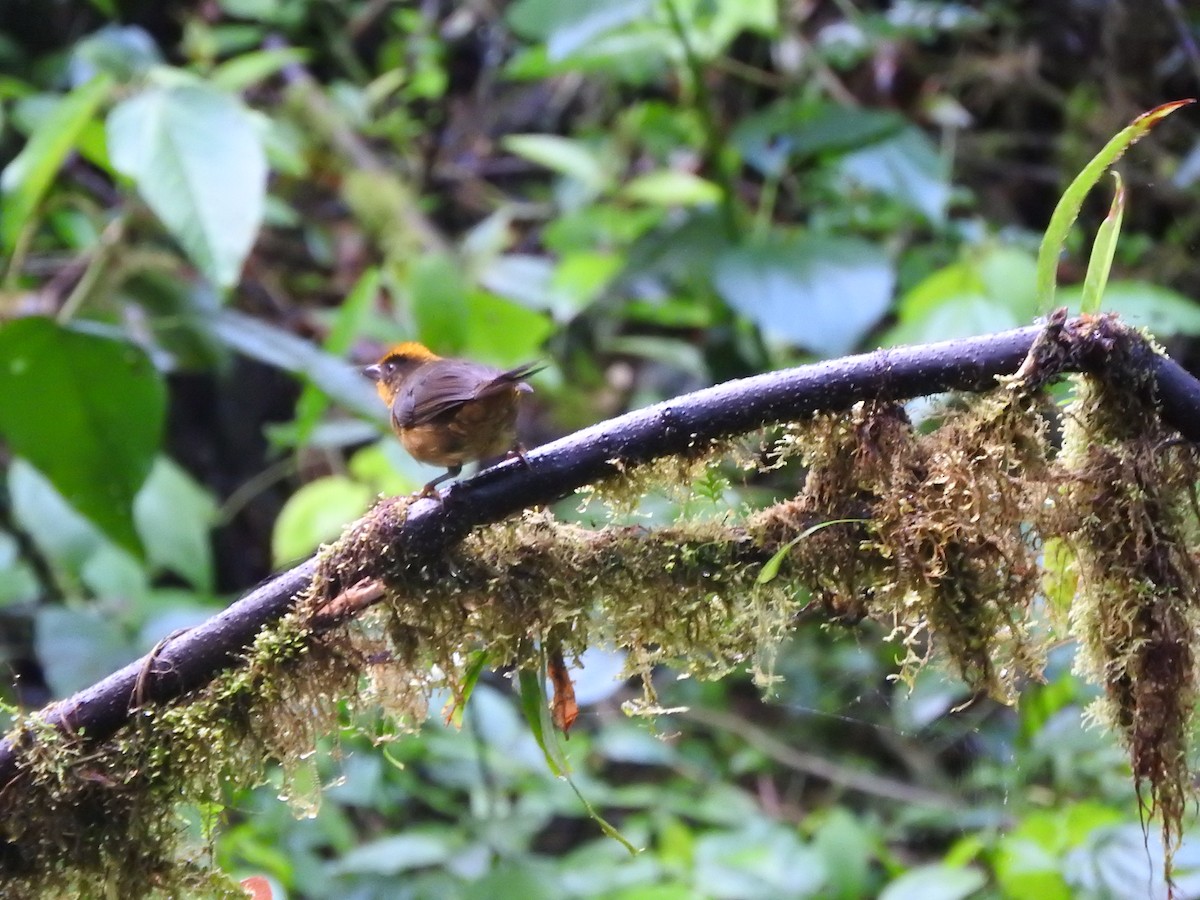 Tricolored Brushfinch - ML619791234