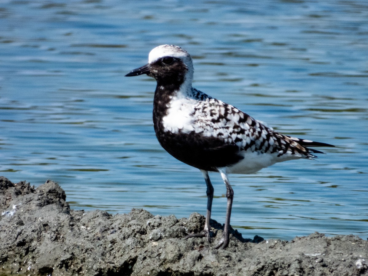 Black-bellied Plover - ML619791256