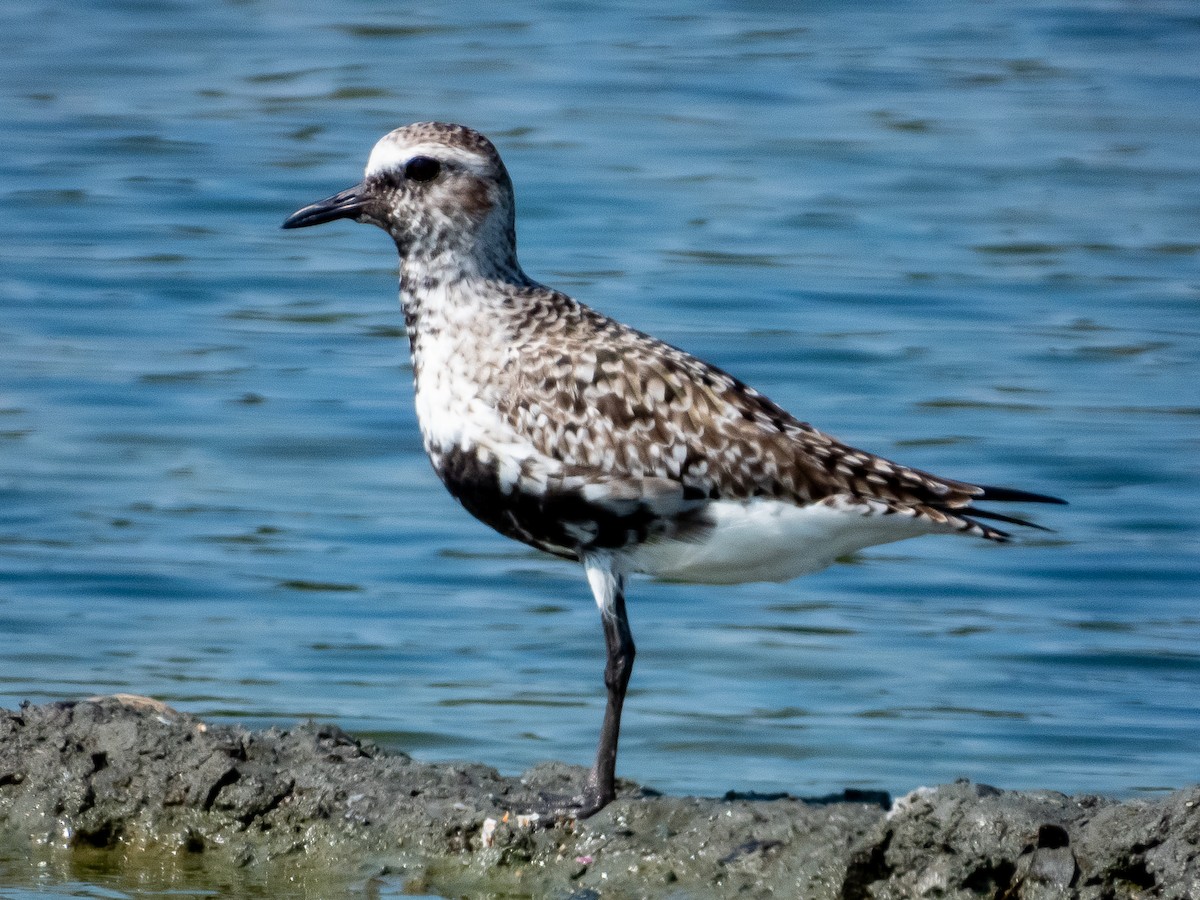 Black-bellied Plover - ML619791259