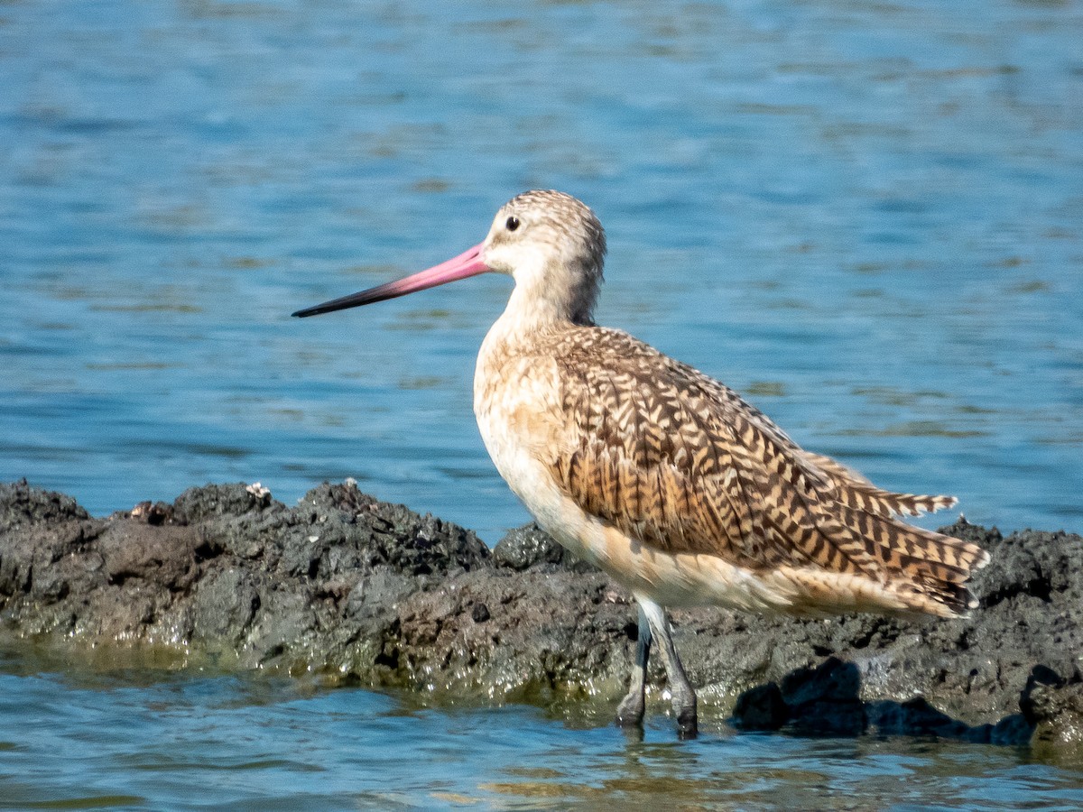 Marbled Godwit - ML619791265