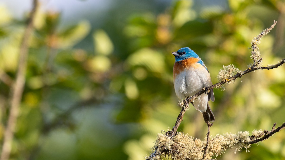 Lazuli Bunting - ML619791286