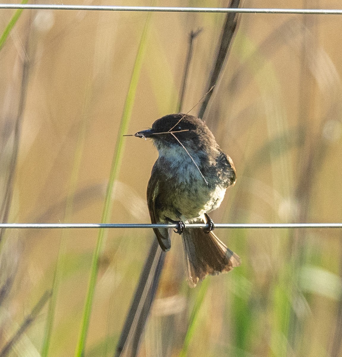 Eastern Phoebe - ML619791289