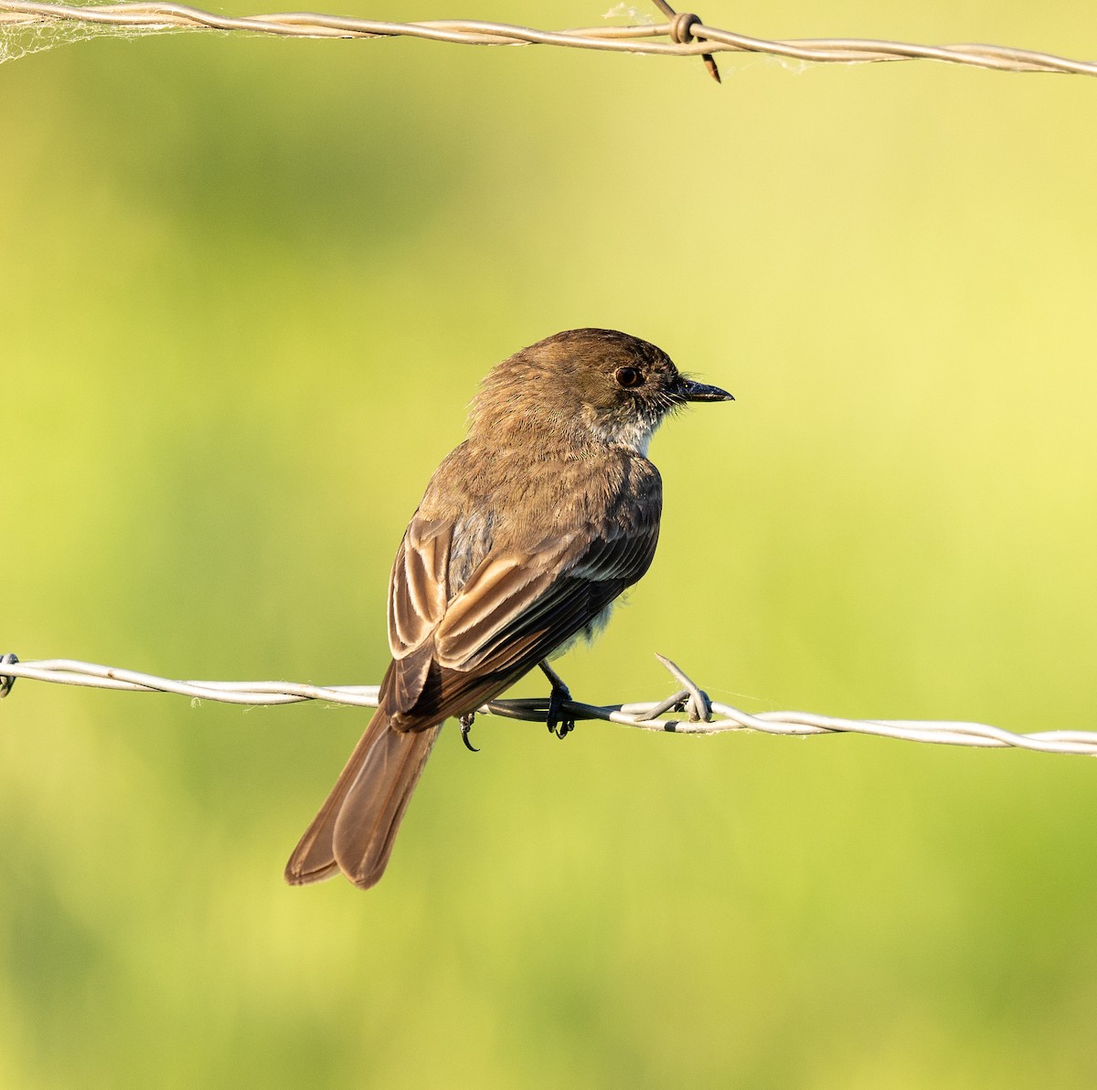 Eastern Phoebe - ML619791296