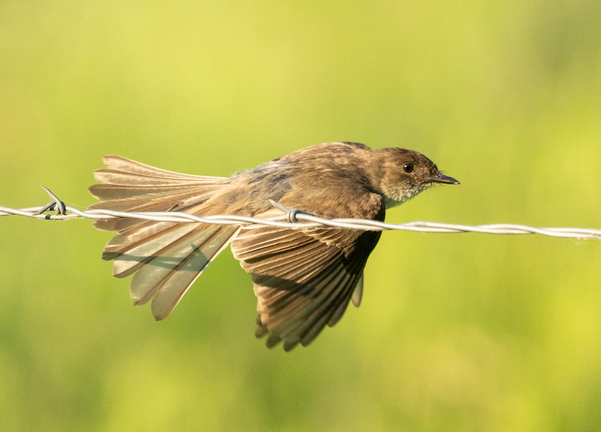 Eastern Phoebe - ML619791300