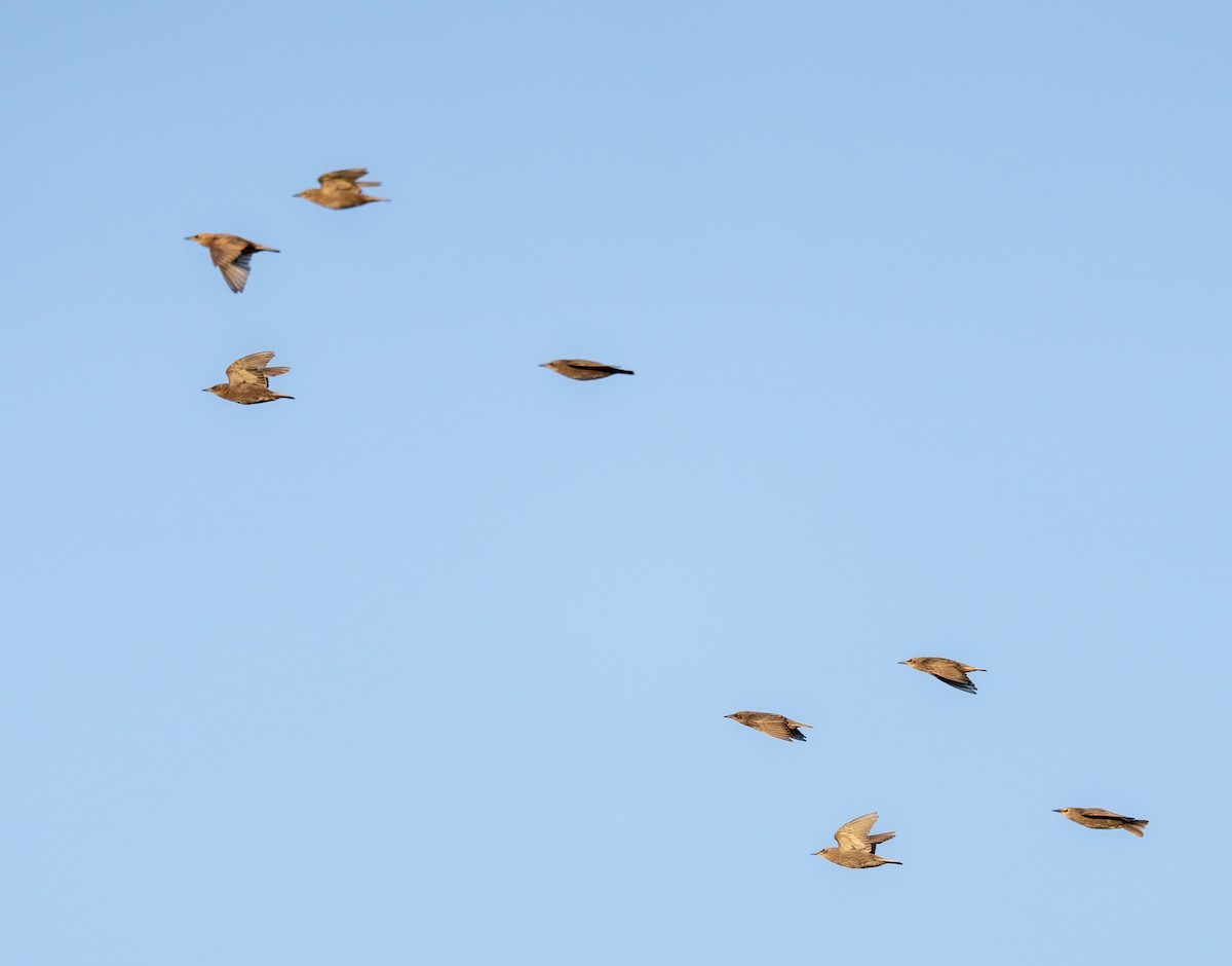 European Starling - ML619791311