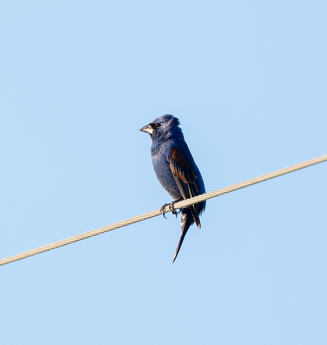 Blue Grosbeak - ML619791313