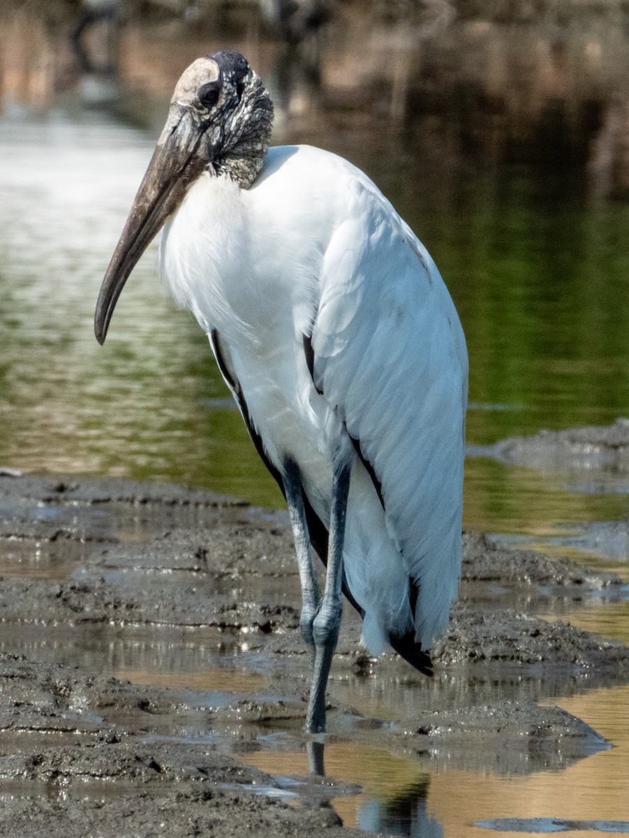 Wood Stork - ML619791317