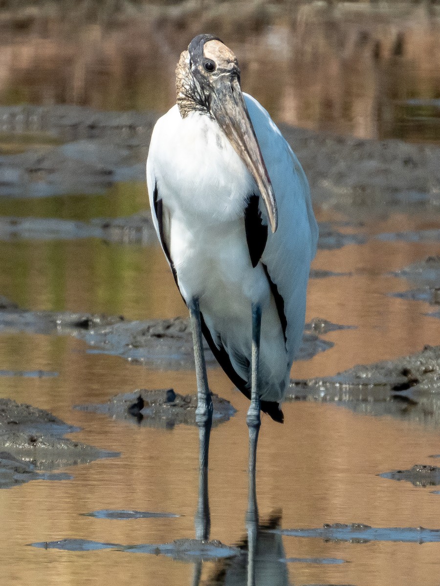 Wood Stork - ML619791318