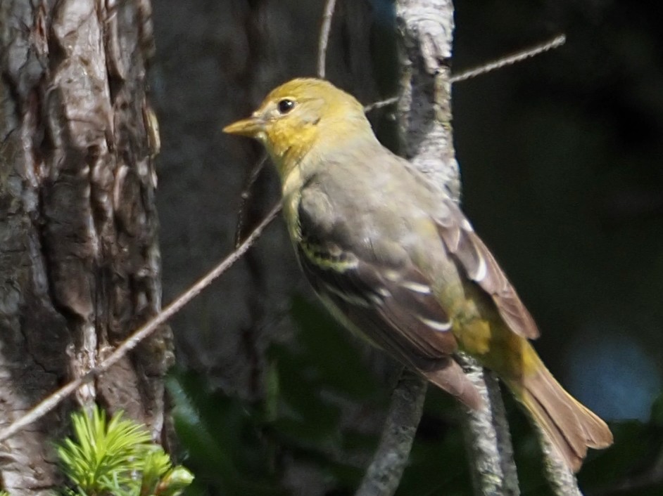 Western Tanager - ML619791322