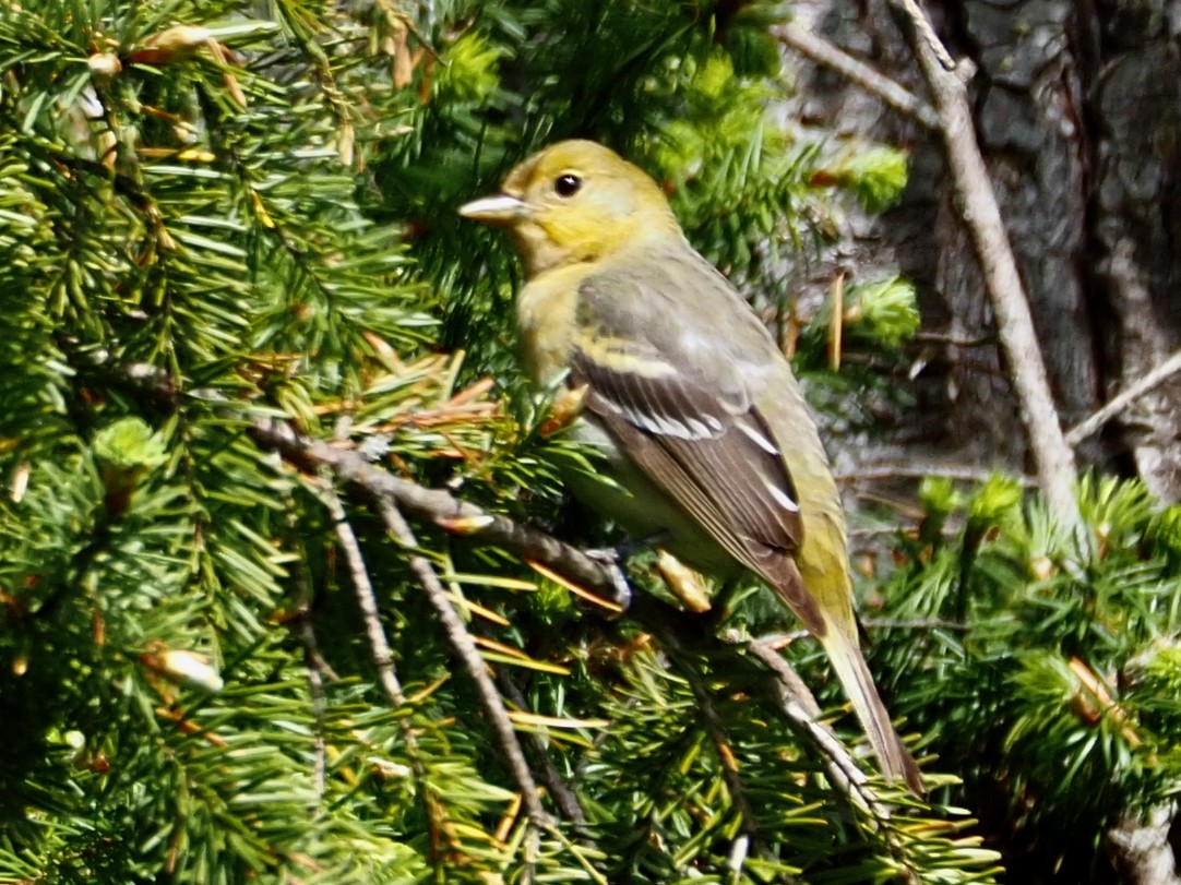 Western Tanager - ML619791323