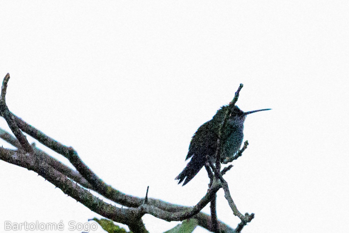 Olive-spotted Hummingbird - ML619791328