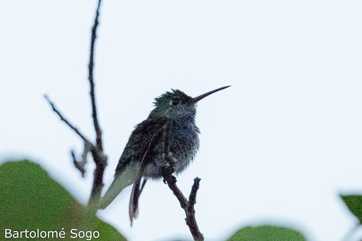 Olive-spotted Hummingbird - ML619791329