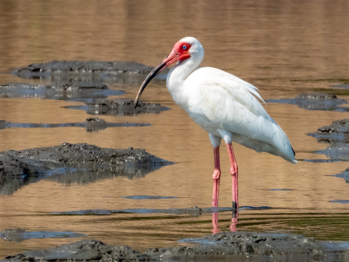 White Ibis - ML619791331