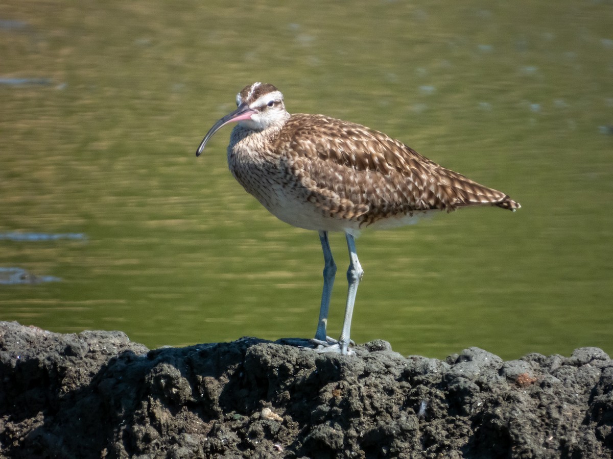 Whimbrel - ML619791336