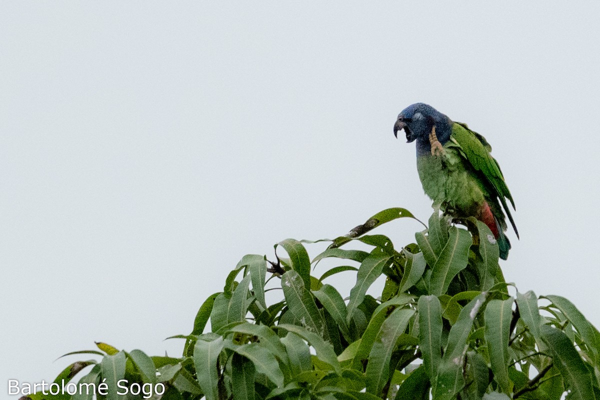 Blue-headed Parrot - Bartolome Soto