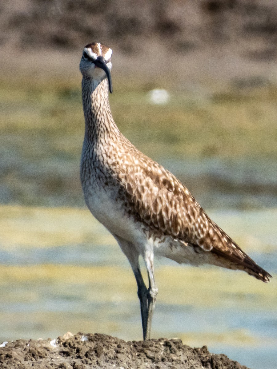 Whimbrel - ML619791339