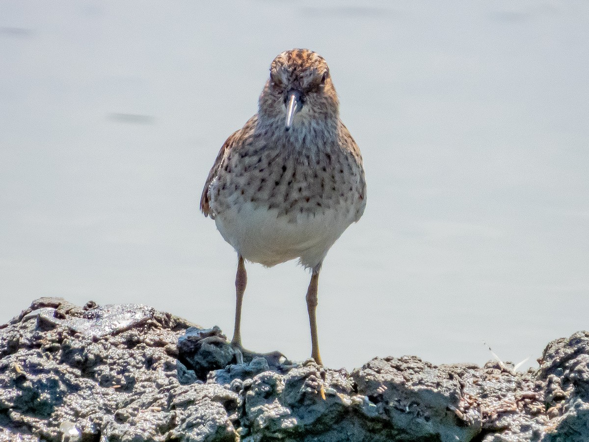 Wiesenstrandläufer - ML619791344