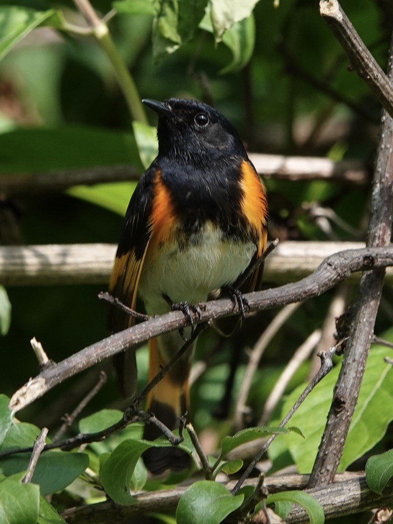 American Redstart - ML619791349