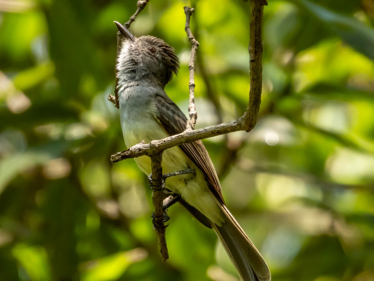 Panama Flycatcher - ML619791350