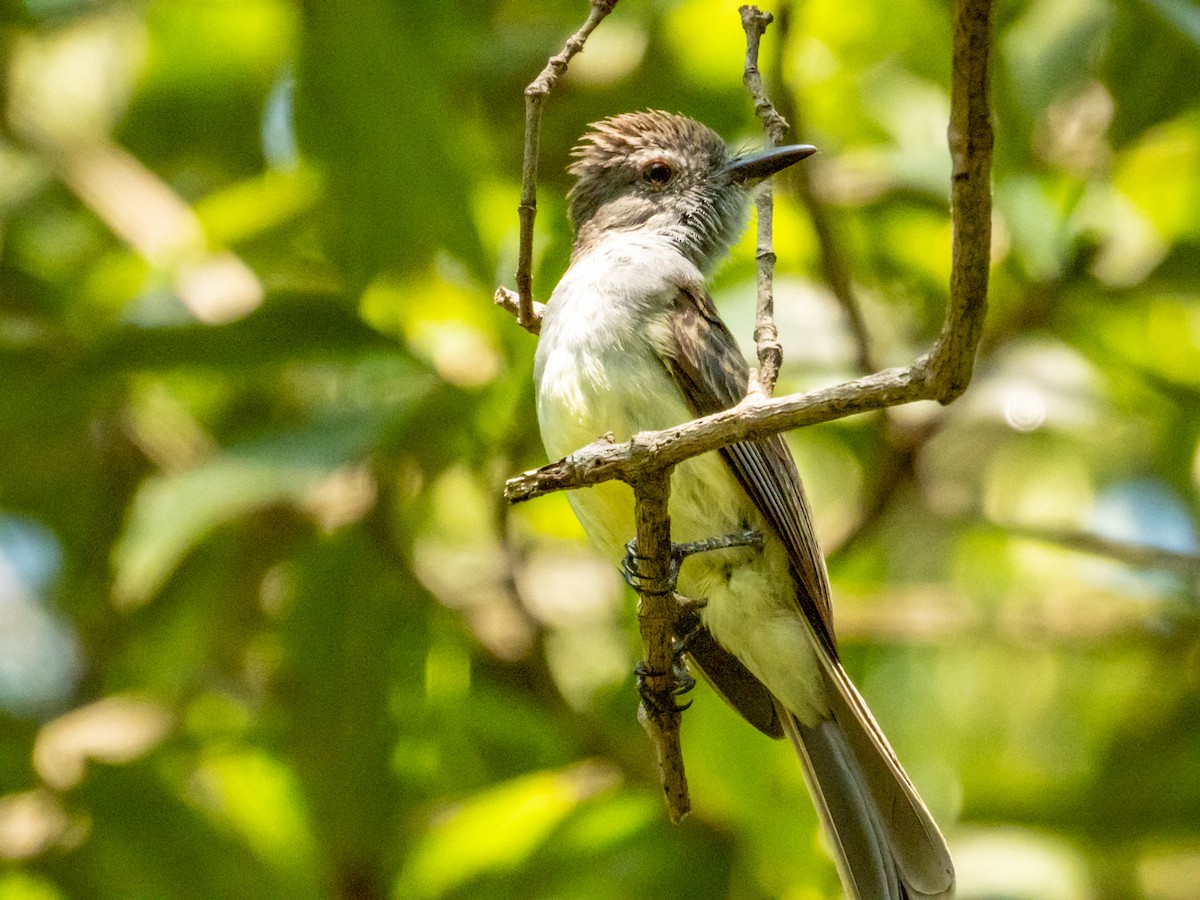 Panama Flycatcher - ML619791351