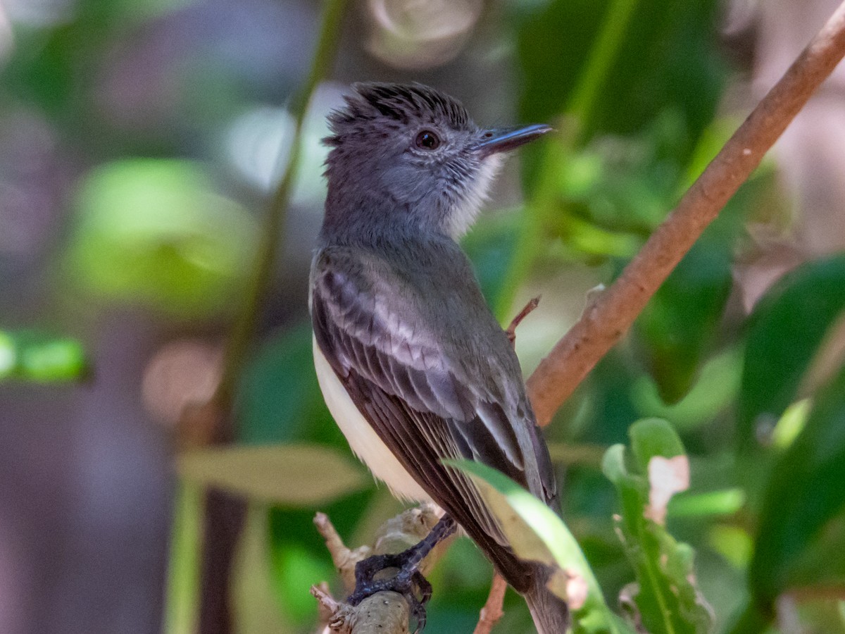 Panama Flycatcher - ML619791355