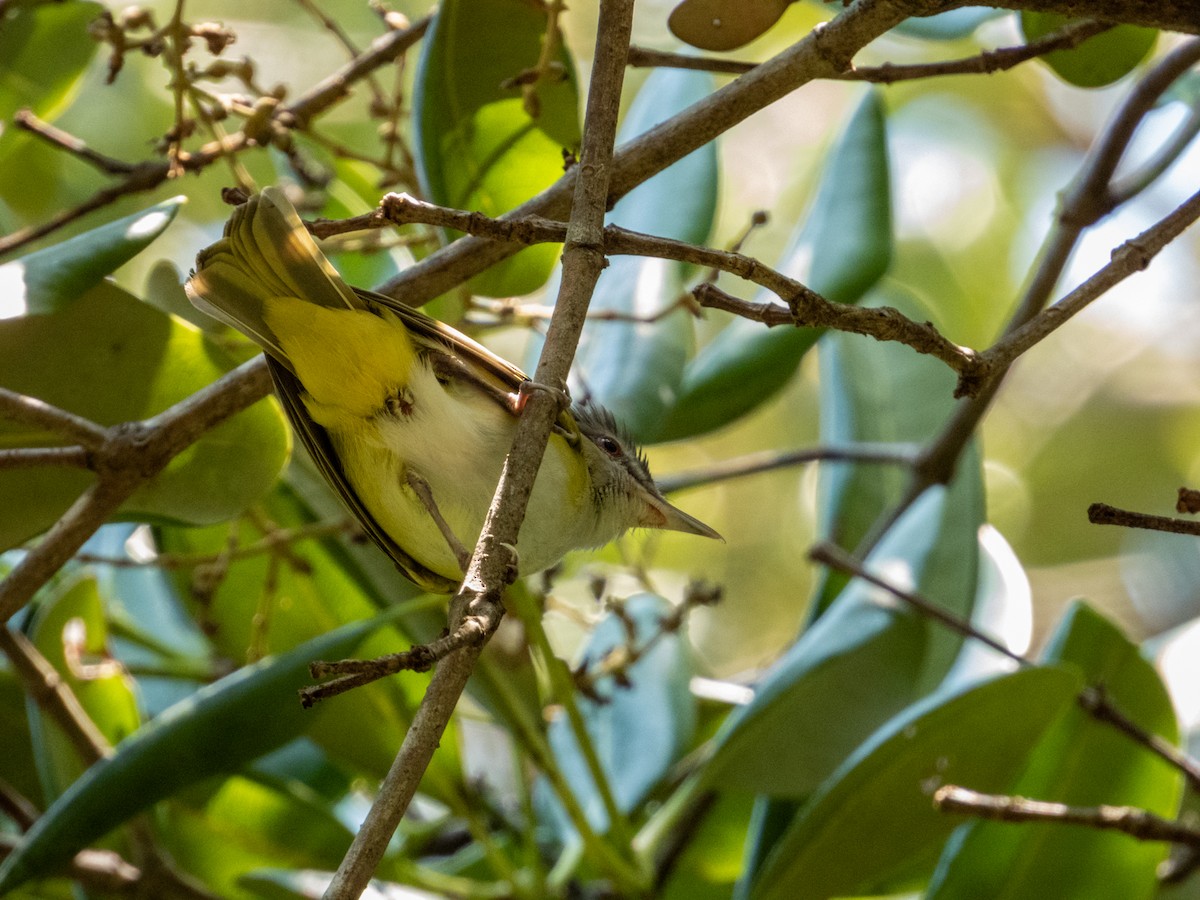 Yellow-green Vireo - ML619791359