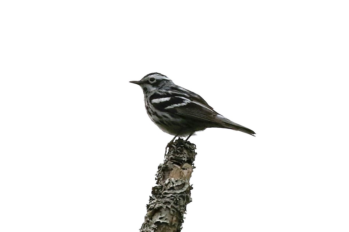 Black-and-white Warbler - ML619791363