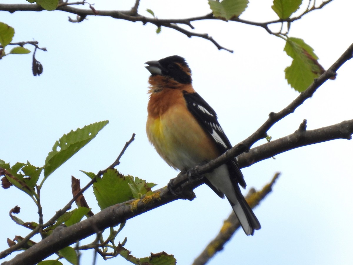 Black-headed Grosbeak - ML619791384