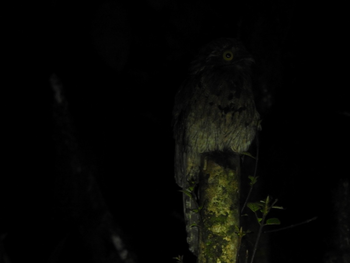 Common Potoo - ML619791396