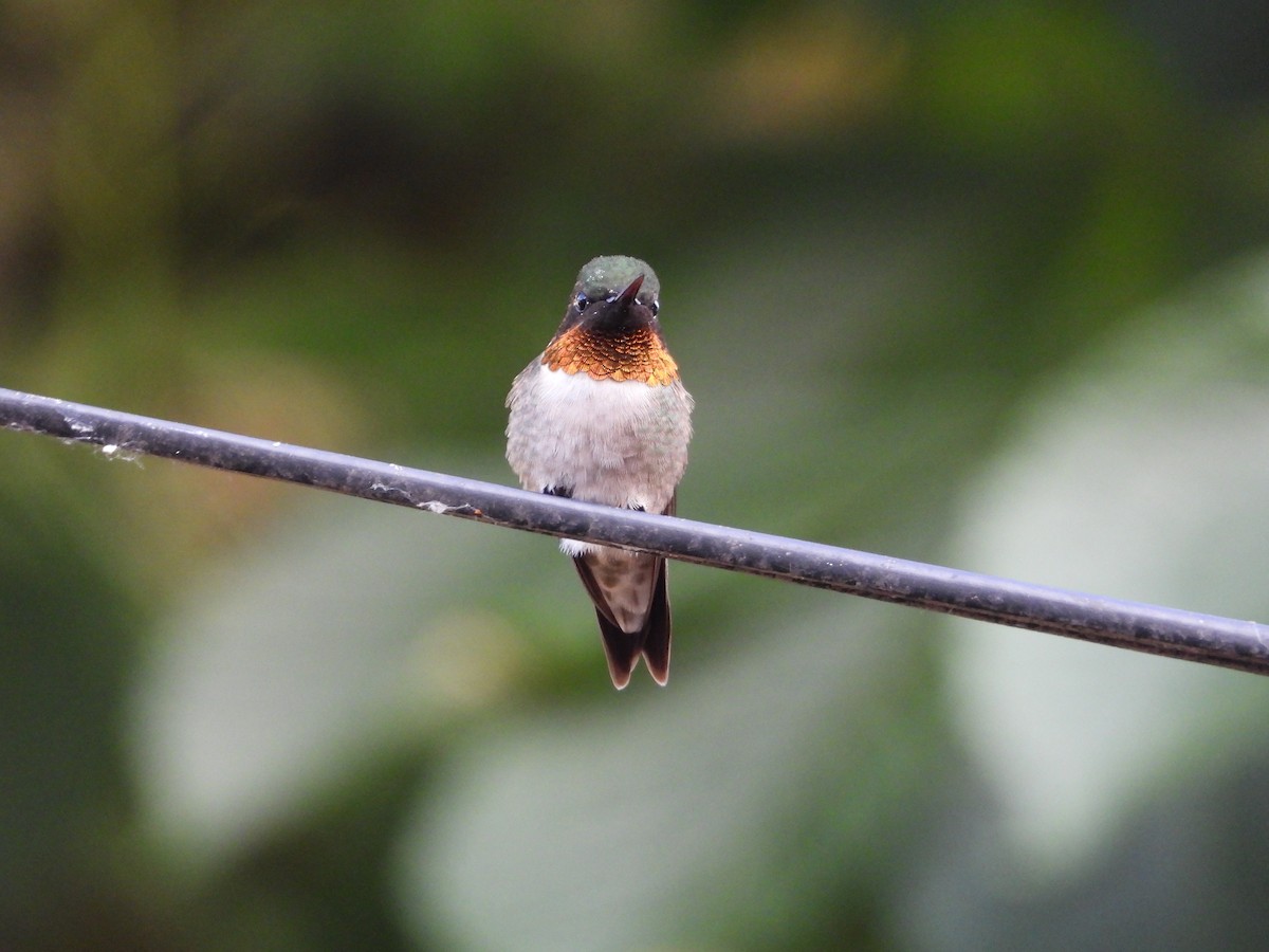 Ruby-throated Hummingbird - ML619791405