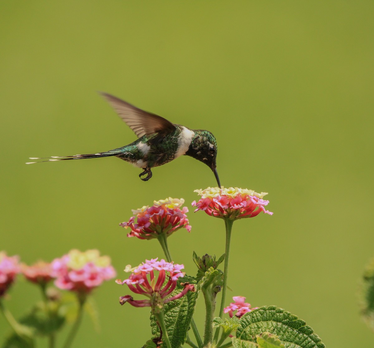 Sparkling-tailed Hummingbird - ML619791407