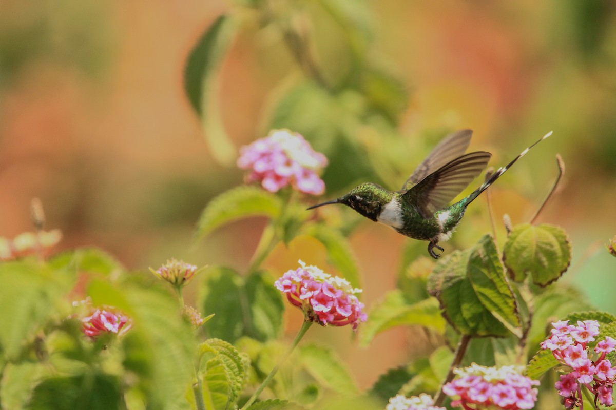 Colibrí de Dupont - ML619791411