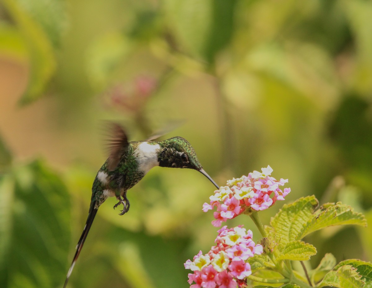 Sparkling-tailed Hummingbird - ML619791412
