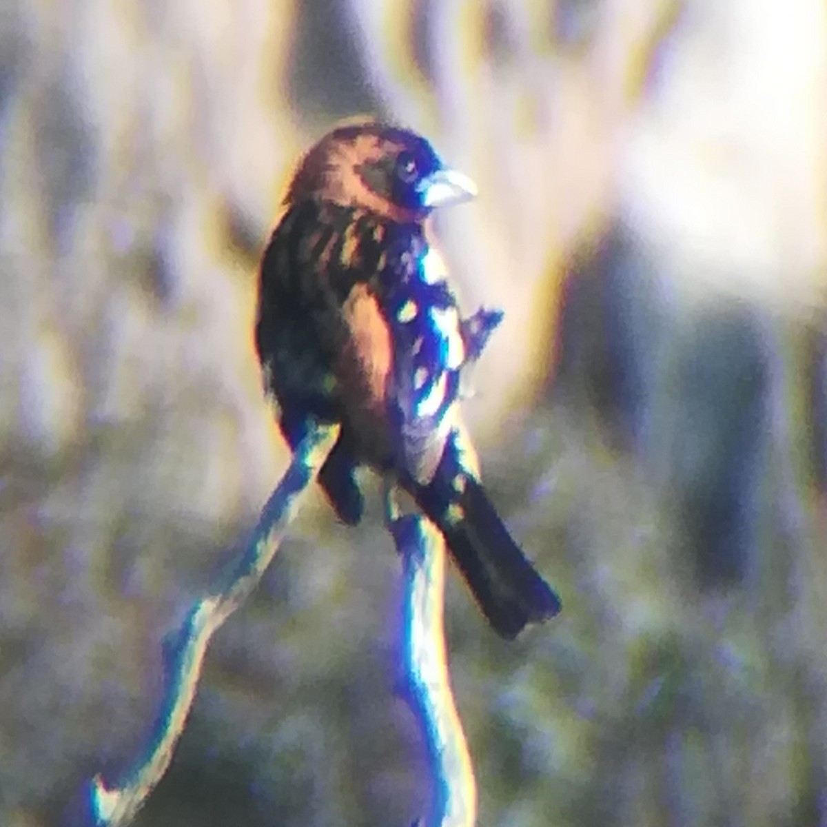 Black-headed Grosbeak - ML619791414